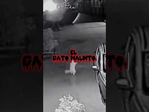 El gato maldito. #terrors #miedo #gatos #madrugada