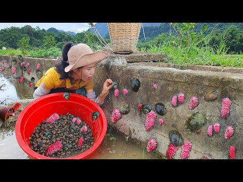 Harvesting Yellow Snail Super Eggs Goes to market sell | Rain market | Mai Nha Tranh