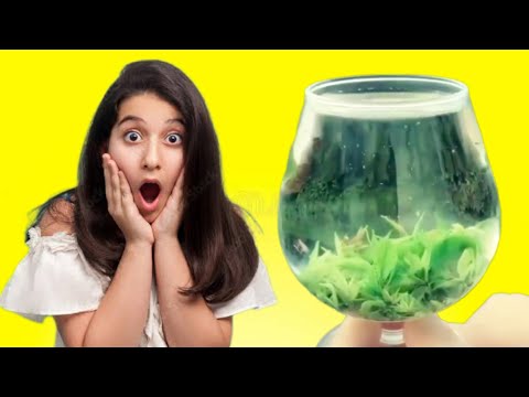 Leaves rehydrating in water | Amazing science experiments | #shorts #viral #shortvideo #science