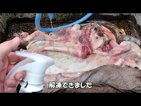 冬の風物詩　鹿の毛皮なめし【前編】