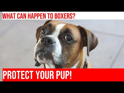 Protect Your Boxer: Accident-Only Pet Insurance