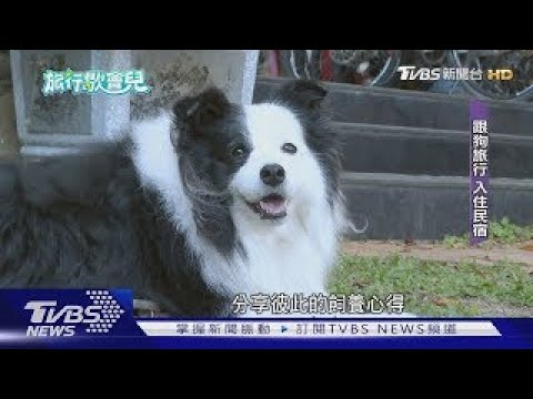 帶毛孩旅宿! 「寵物友善」睡覺吃飯都一起｜TVBS新聞