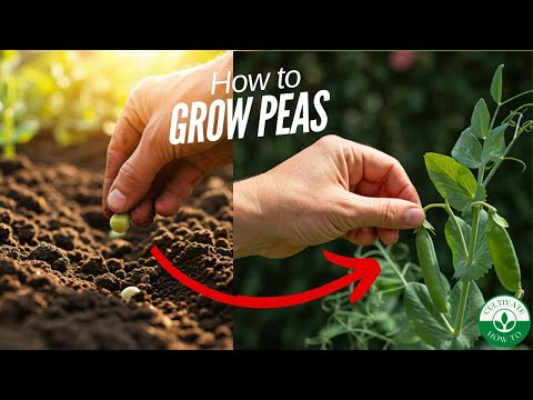 How to Grow PERFECT Peas: EASY Step by Step Guide