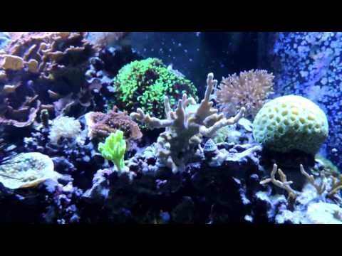 210 Gallon Reef Tank Update 3-30-15