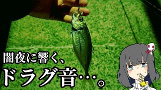 漁港で釣れたアジを泳がせたら、大物がきちゃ！