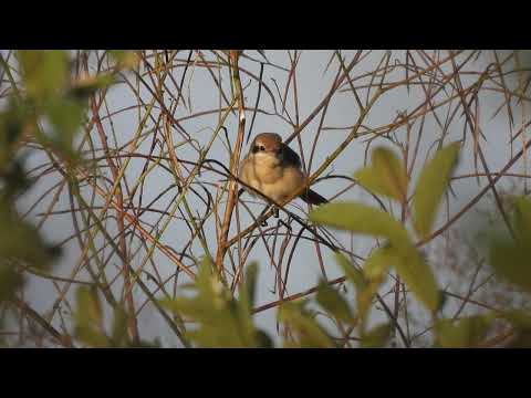 Brown shrike. Red-tailed shrike, (红尾伯劳)