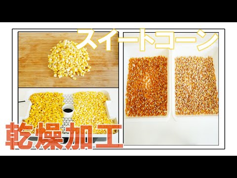 【食品乾燥機】ドラミニを使ってスイートコーンを乾燥