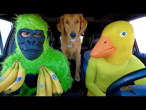 Rubber Ducky Surprises Funny Gorilla with Car Ride Chase