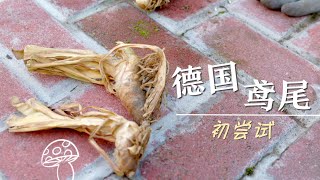 【埋种球】德国鸢尾 首次埋球，期待开花｜Planting Iris Germanica Bulbs