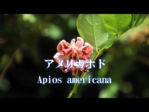 山野草・夏編＃122　アメリカホド