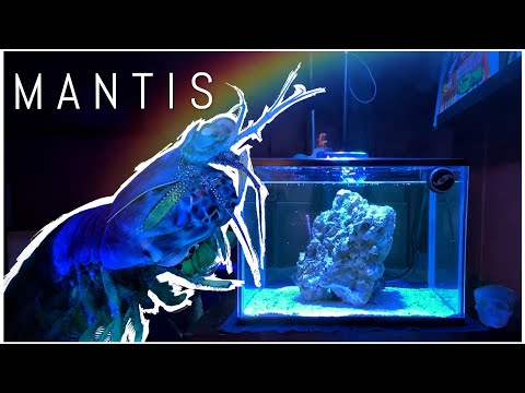 We Setup a Mantis Shrimp Tank!