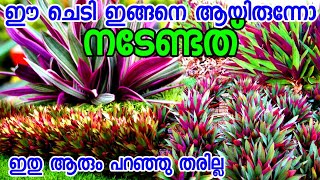 ഈ ചെടി ഇങ്ങനെ ആയിരുന്നോ വളർത്തേണ്ടിയിരുന്നത്|Rhoeo plant malayalam|moses plant