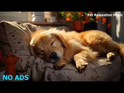 🐶Relaxing Music To Calm Pets 💛 Relaxing Music For Your Best Friend, MUSIC for dogs