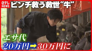 【期待】エサ代“1日30万円”… 厳しい食肉業界を救う種牛"勝茂桜・絵里波"　 宮城　NNNセレクション