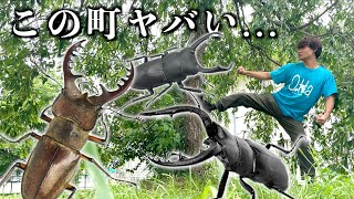 クワガタが大量に採れると噂の町へ行ってみると...