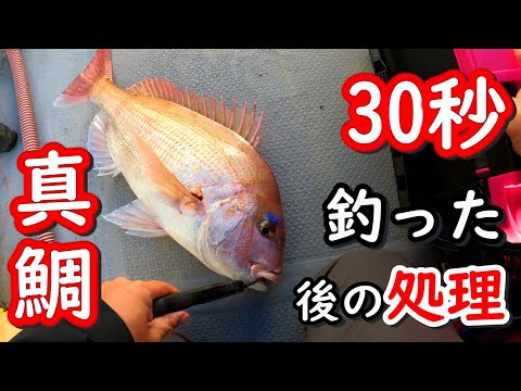 釣れた「真鯛」を2倍美味しく長持ちさせる方法！30秒でマダイ、黒鯛、チヌの処理　〆めと血抜き方法