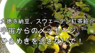 大徳寺納豆、スウェーデン紅茶紹介　宇宙からのメッセージひらめきをのがさないで！