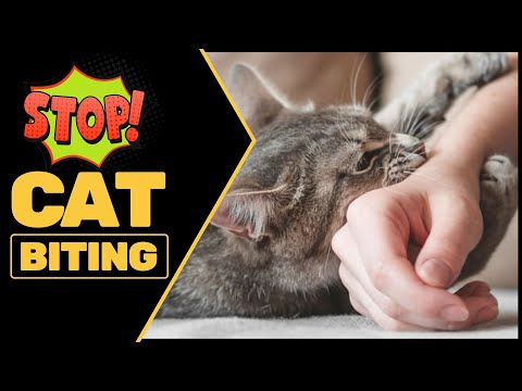 How to Stop Your Cat From Biting (Because That Really Hurts)