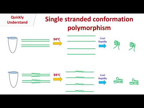 Single stranded conformation polymorphism | SSCP