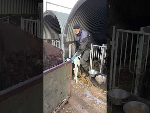 Farm Cows #shorts #fyp #cow #feeding #milking #hoofing