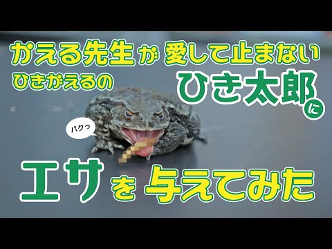 【長崎新聞】かえる先生が愛して止まないひきがえるのひき太郎にエサを与えてみた