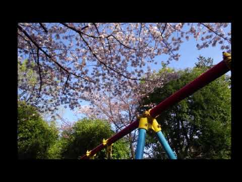 新石川の桜並木とあざみ野の公園桜～ちょっとした穴場