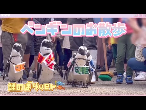 鯉のぼり🎏を着たペンギンの散歩 / 🐧Penguins walk Matsue Vogel Park 松江フォーゲルパーク