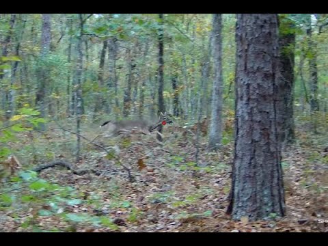 DEER HUNTING WITH DOGS!!!! 5 Killshots On Cam!!!