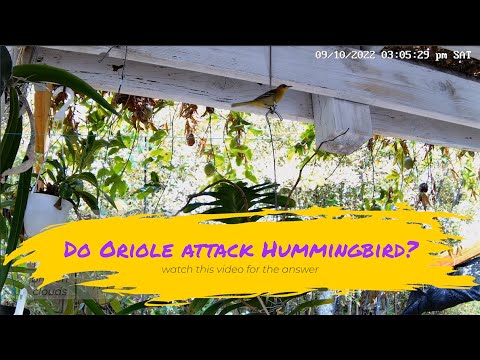 Do Oriole Attack Hummingbird?