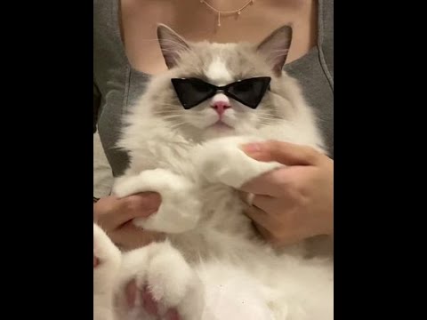 大哥冷酷无情 说爱你 是骗你的#萌宠出道计划 #猫咪手势舞 #猫咪摇 #毒药手势舞嘿