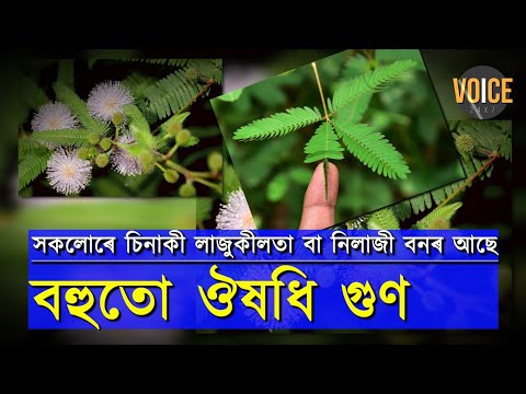 সকলোৰে চিনাকী লাজুকীলতা বা নিলাজী বনৰ আছে বহুতো ঔষধি গুণ