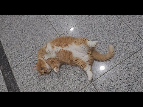 날이 더워서 복도에 널부러지는 먼치킨고양이^^The munchkin cat sprawled in the hallway because of the hot weather^^ #먼치킨