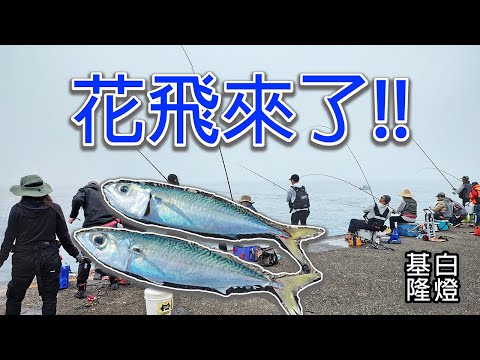 初春岸拋小搞搞，用微鐵+魚皮鉤就能輕鬆釣上整串的魚!? #LPGM5 #基隆白燈 #路亞 #花飛 #岸拋