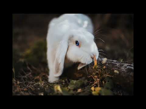 578 十二生肖的故事 (宝安客家话) The story of the Chinese Zodiac (Bao'an Hakka)