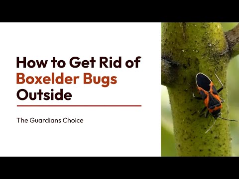 Banish Boxelder Bugs: How to Keep Your Outdoors Bug-Free | Simple DIY Solutions