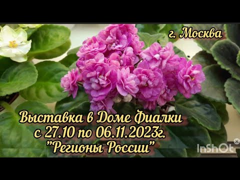 Фиалки - 2023. Выставка в Доме Фиалки с 27.10 по 06.11.23г. Регионы России. #выставкафиалок #фиалки