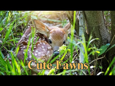 Cute fawns | Horizons_視野 | deer | white-tailed deer