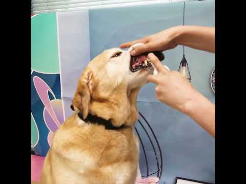 Fresh Paws: Say Goodbye to Pet Breath!