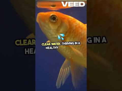 Unlock Vibrant Goldfish  Tetra Secrets