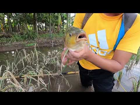 Rushing into the field to catch a giant fish