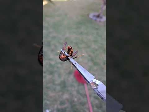 Vespa velutina aka Asian Hornet