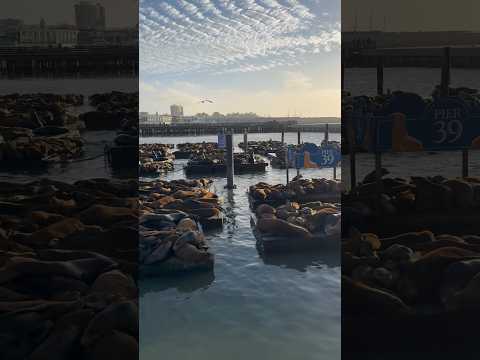 15-year high count of sea lions at San Francisco’s Pier 39 due to abundant supply of anchovies!