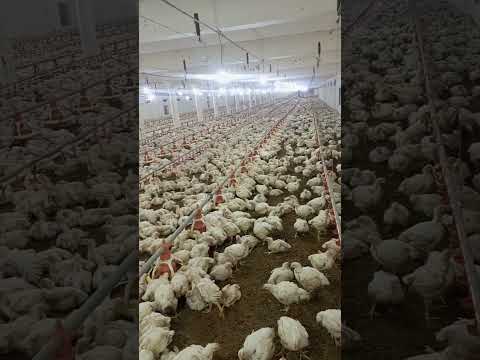 poultry farm #henfarminginpakistan #broilerchicks #birdslover #farming #babyshorts