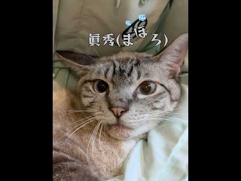 【譲渡されました！】眞秀(まほろ)01 #shorts #cat #保護猫 #川崎市