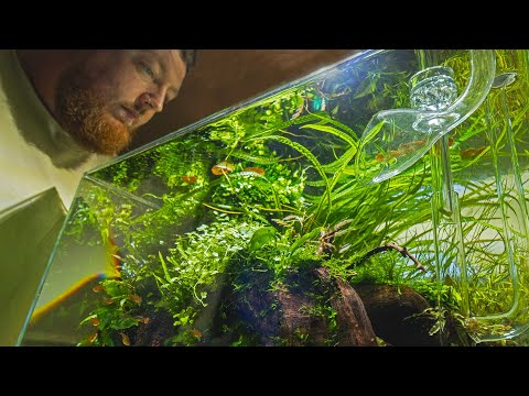 WILL RAG N BONE MAN UPGRADE HIS AQUASCAPE?