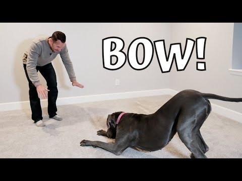 I Taught My Dog To Bow To Strangers