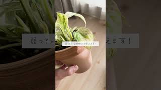 🍀９割の人が勘違い活力剤と肥料の違い【☘Life with Houseplant】2-4 #short