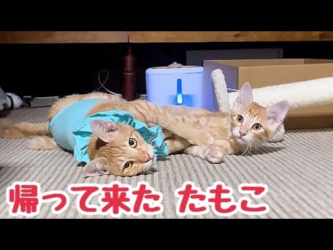 術後服に着替えた母猫 帰ってきたのが嬉しくて飛びつく子猫