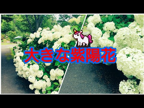 大きな紫陽花の花