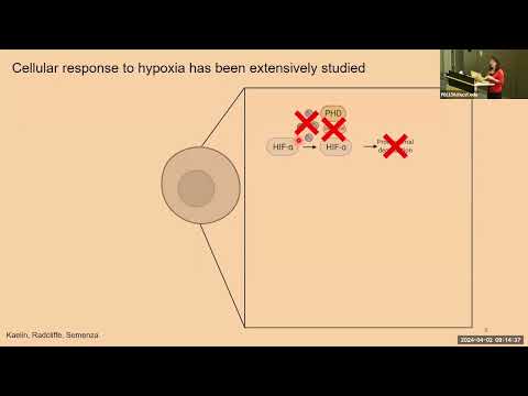 Stressed-Out Cells: The Case of Hypoxia